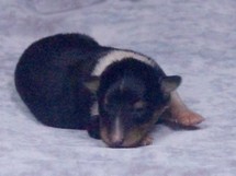 puppies