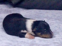 puppies