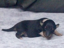 puppies