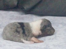 puppies