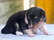 puppies