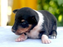 puppies