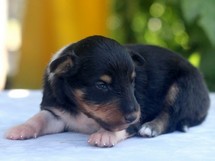 puppies