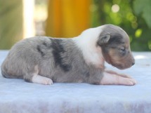 puppies