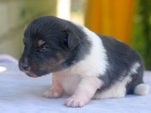 puppies