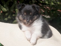 puppies