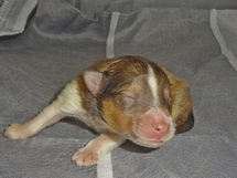 puppies