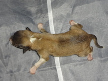 puppies