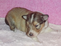 puppies