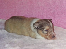 puppies