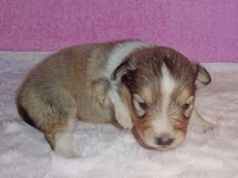 puppies