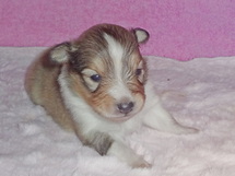puppies