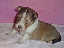 puppies