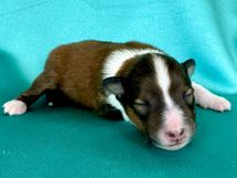 puppies