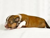 puppies