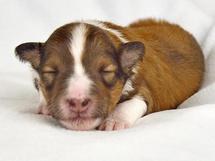 puppies