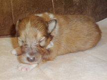 puppies