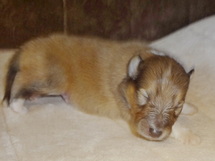 puppies