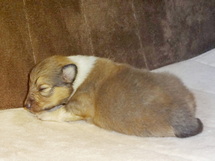puppies