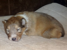 puppies