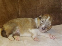 puppies