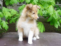 puppies