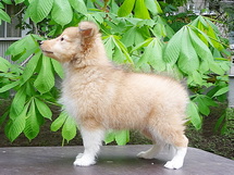 puppies
