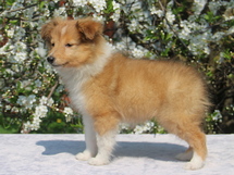 puppies