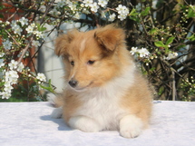 puppies
