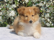 puppies