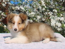 puppies