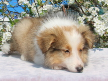 puppies